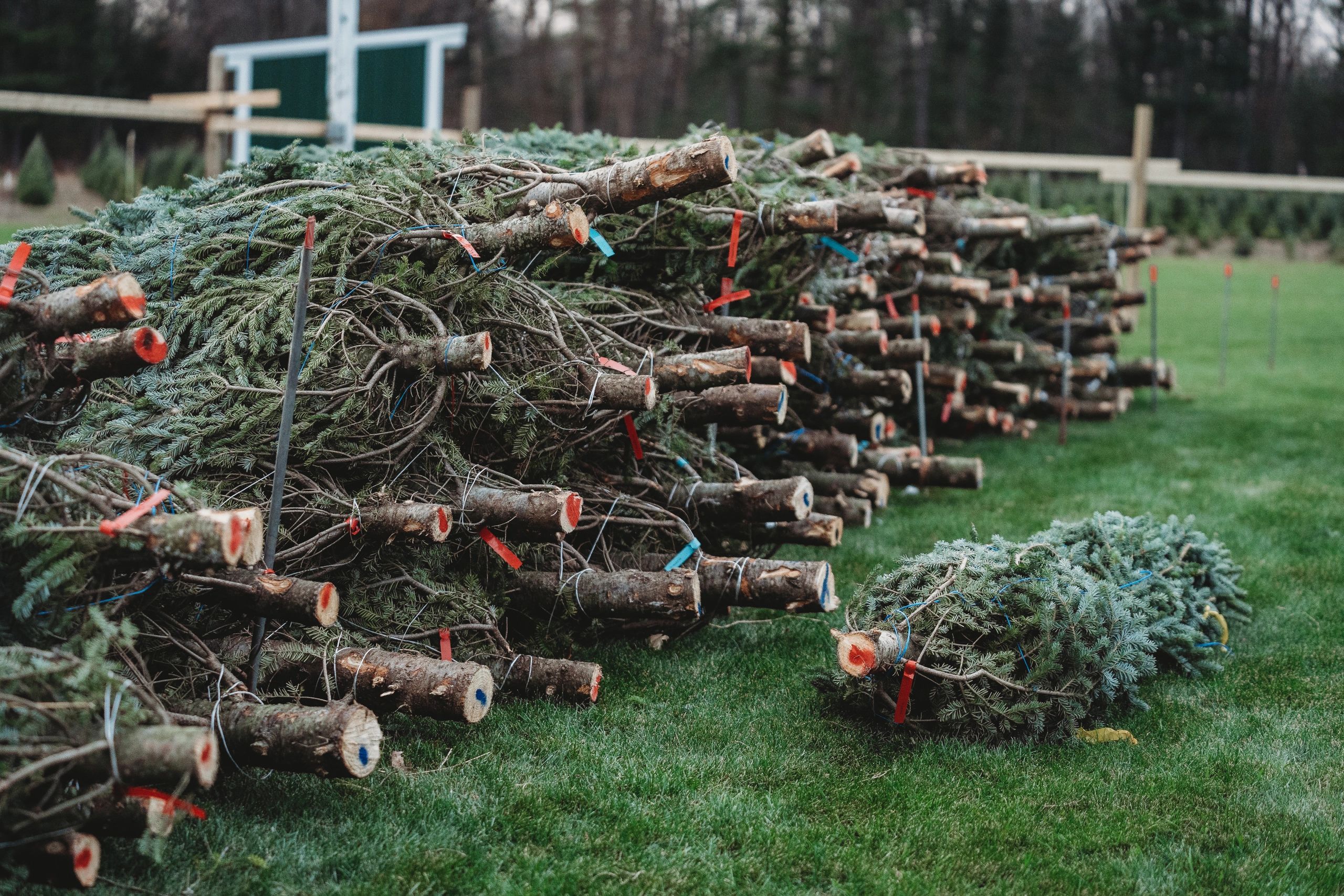 Christmas Tree Farm in Nunica R A Farms